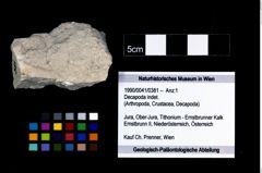 Foto (Objekt + Etikett) von Decapoda indet.  (NHMW-GEO-1990-0041-0381)